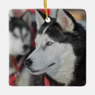Husky-Hund vor einem Rennen, Kanada Keramikornament
