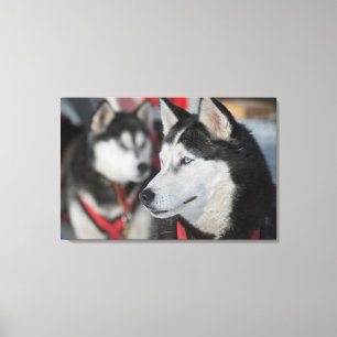 Husky-Hund vor einem Rennen, Kanada Leinwanddruck