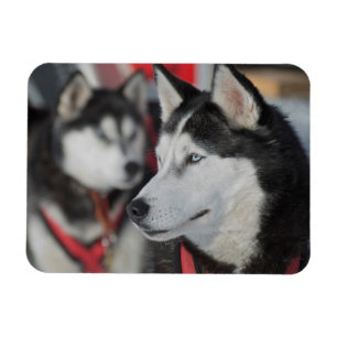 Husky-Hund vor einem Rennen, Kanada Magnet