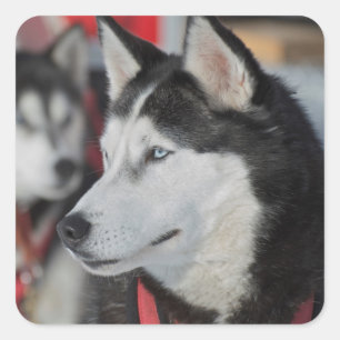 Husky-Hund vor einem Rennen, Kanada Quadratischer Aufkleber