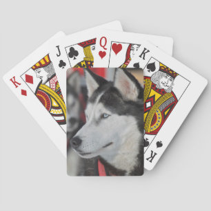 Husky-Hund vor einem Rennen, Kanada Spielkarten