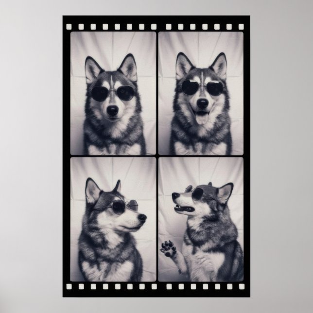 Husky-Hundeporträt Poster (Vorne)