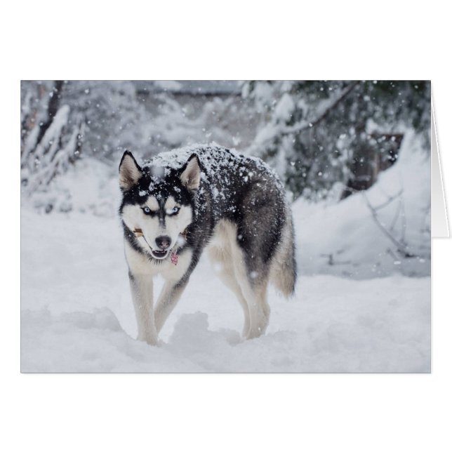 Husky im Schnee (Vorderseite (Horizontal))