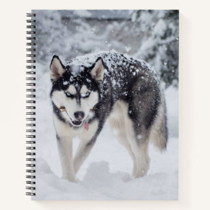 Husky im Schnee Notizbuch