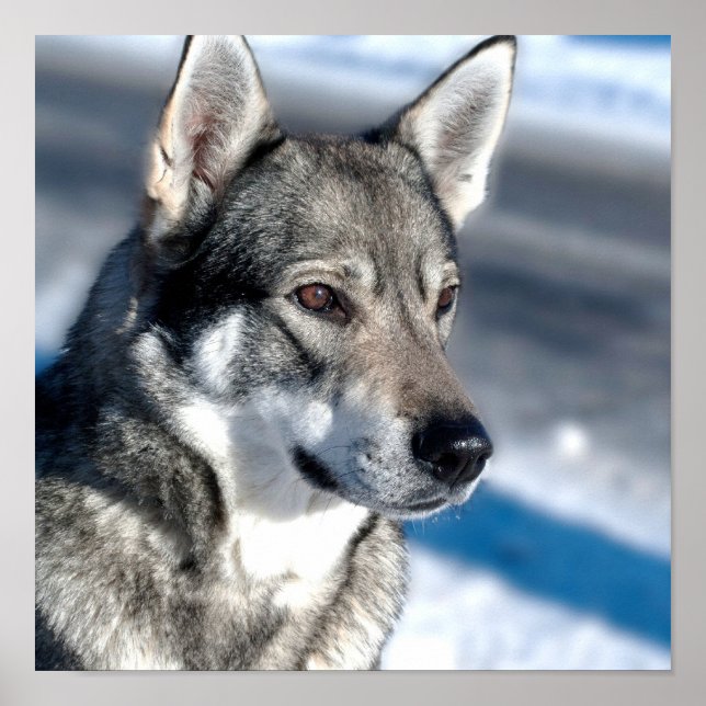 Husky in Snow Poster (Vorne)