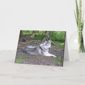 HUSKY-KARTE KARTE