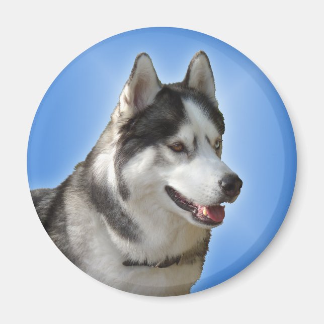 Husky Kühlschrankmagnet Alaskan Sled Dog Magnet /  (Vorne)