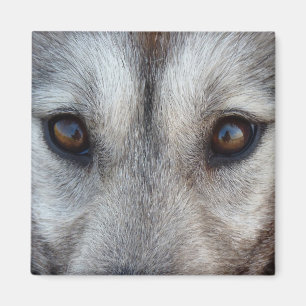Husky Kühlschrankmagnet Sled Dog Wolf Magnet / Ges