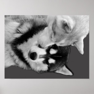 Husky Love Poster