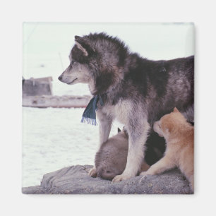 Husky mit Streu von Jungtieren Magnet