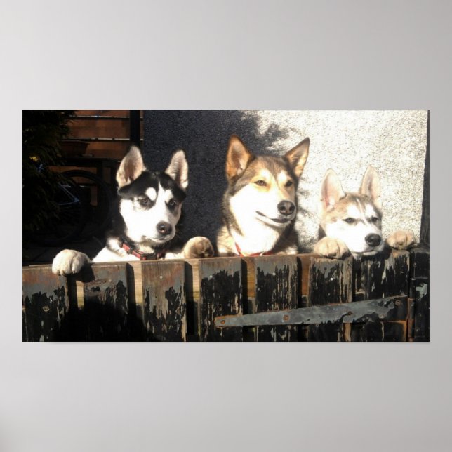 Husky Print. Peeking !! Poster (Vorne)