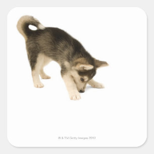 Husky Puppy 2 Quadratischer Aufkleber