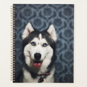Husky Puppy Posing mit dunklem Background Planer