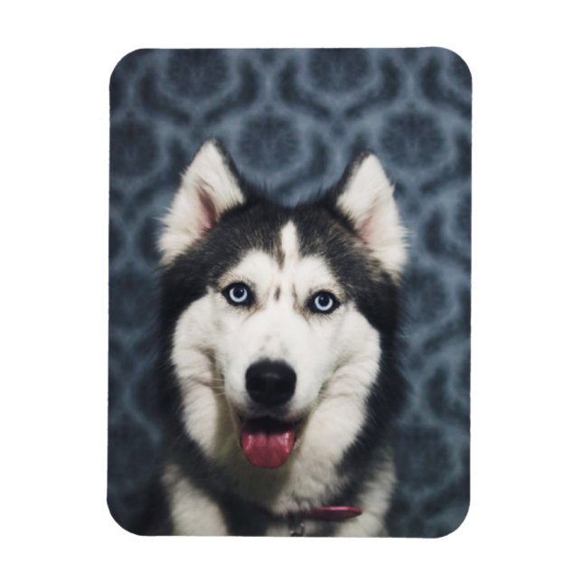 Husky Puppy Posing with a Dark Bakground Magnet (Vertikal)