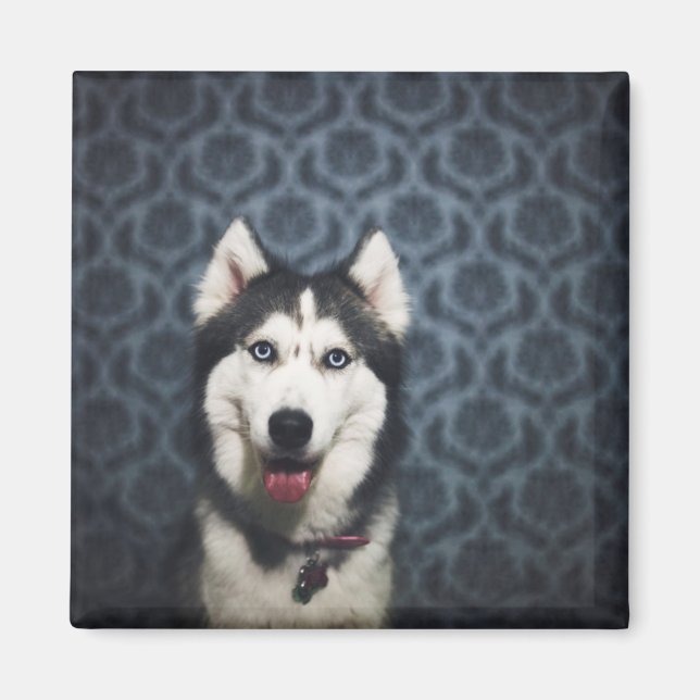 Husky Puppy Posing with a Dark Bakground Magnet (Vorne)