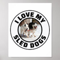 Husky Sledding Schlittenhunde Racing Alaskan Racer