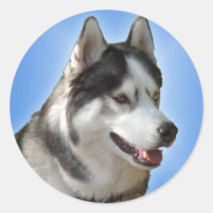 Husky Stickers Siberian Husky Malamute Stickers