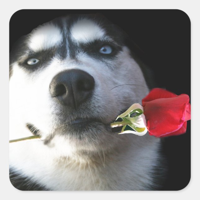 Husky und Rose Valentine/Tango Dog Quadratischer Aufkleber (Vorderseite)