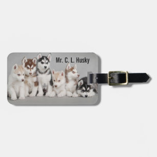 Husky-Welpen auf Gepäckanhänger