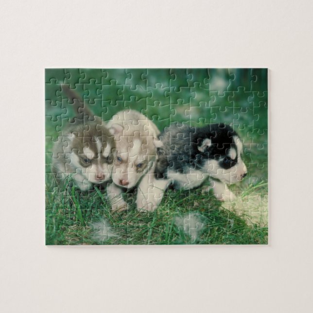 Husky-Welpen-Hundepuzzlespiel (Horizontal)