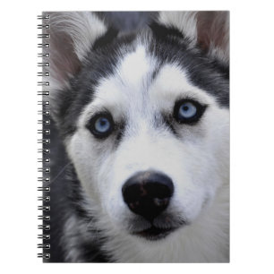 Husky-Welpen Notizbuch Notizblock