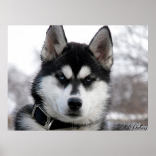 Husky-Welpenplakat Poster