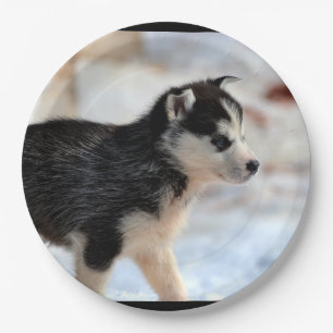 Huskywelpe Pappteller