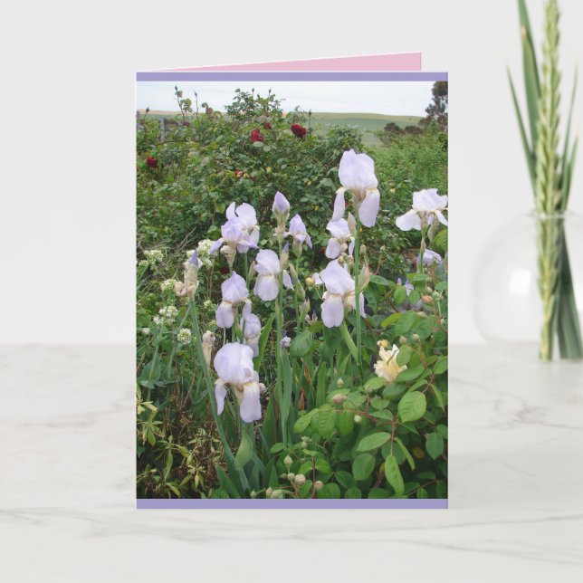 Hütte Garden Lila Iris Irish Blumenkarte Karte (Vorderseite)