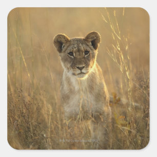 Hwange National Park, Simbabwe. Quadratischer Aufkleber