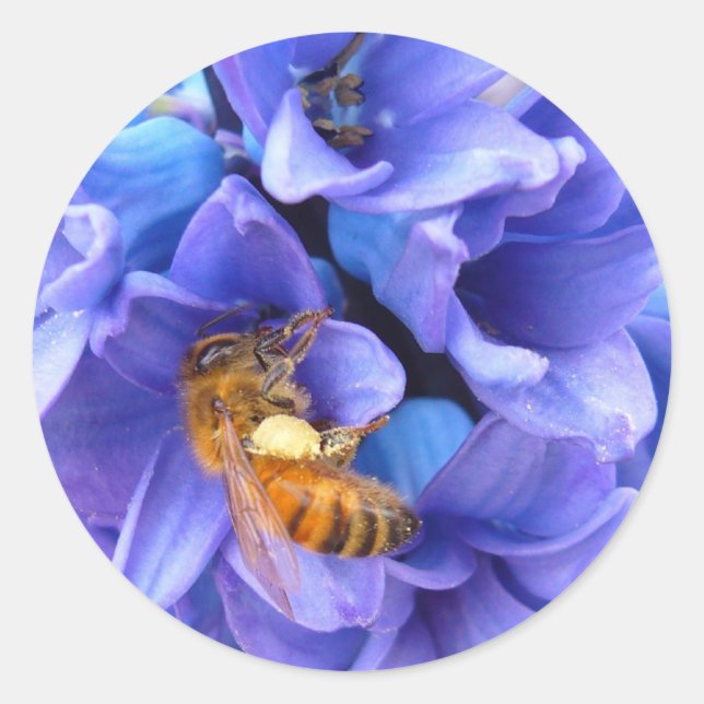 HYACINTH BLEU ~ Stickers (Devant)