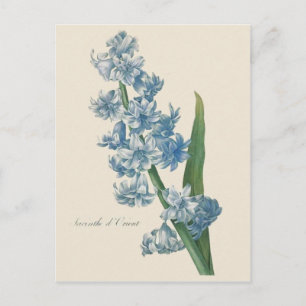 Hyacinth Blue Flower Postkarte