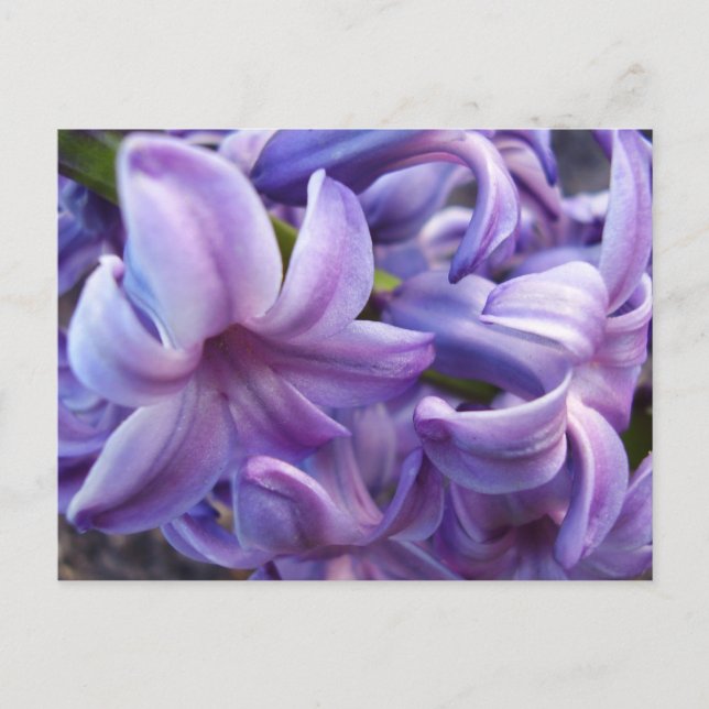 Hyacinth Blume Postkarte (Vorderseite)