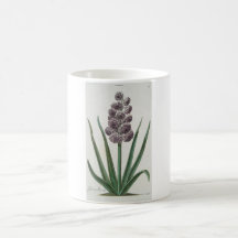Hyacinth Blume (von Johann Michael Seligmann)