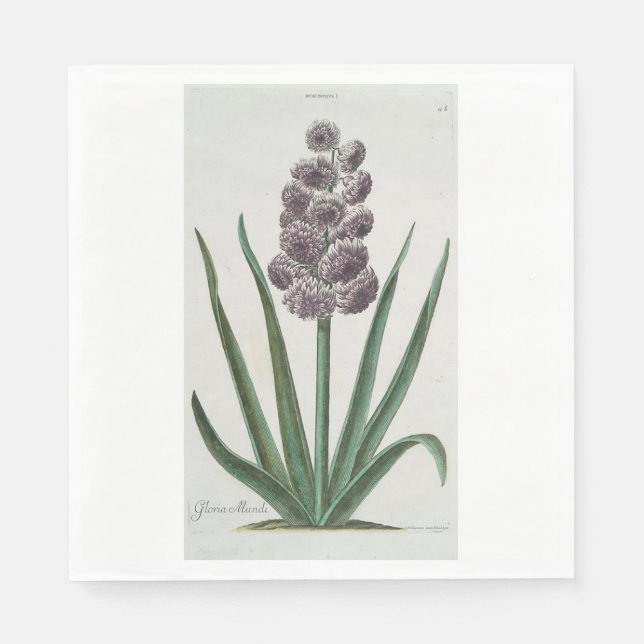 Hyacinth Blume (von Johann Michael Seligmann) Serviette (Vorderseite)