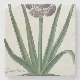 Hyacinth Blume (von Johann Michael Seligmann) Steinuntersetzer