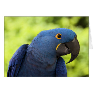 Hyacinth Macaw