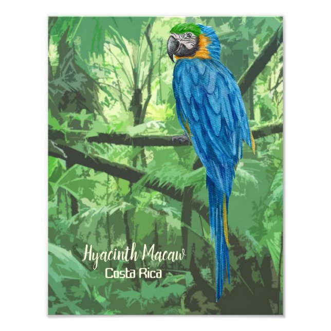 Hyacinth Macaw Costa Rica Design Poster (Vorne)