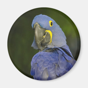 Hyacinth Macaw Magnet