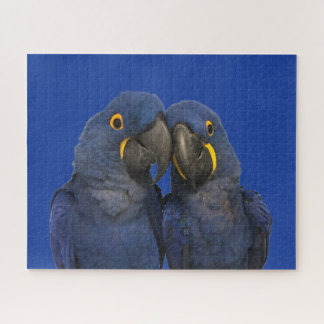 Hyacinth Macaw Parrot Bird Rare Blue