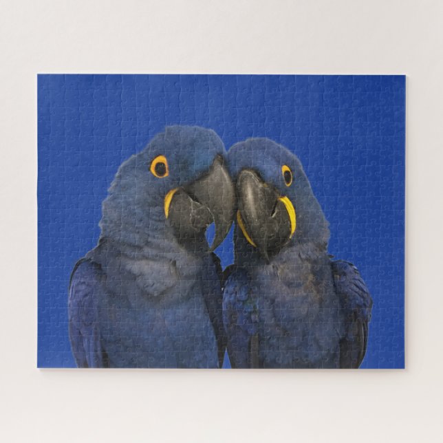 Hyacinth Macaw Parrot Bird Rare Blue (Horizontal)