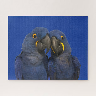 Hyacinth Macaw Parrot Bird Selten