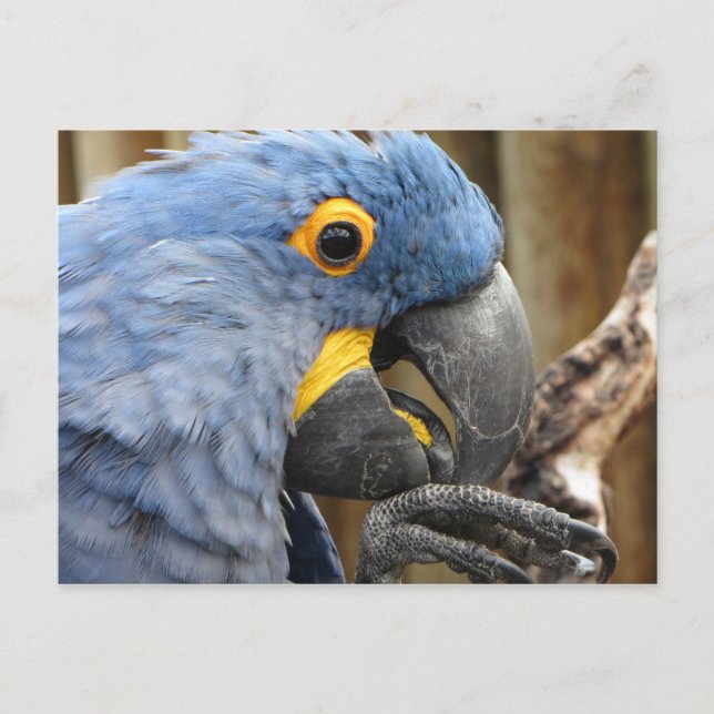 Hyacinth Macaw Parrot Postkarte (Vorderseite)