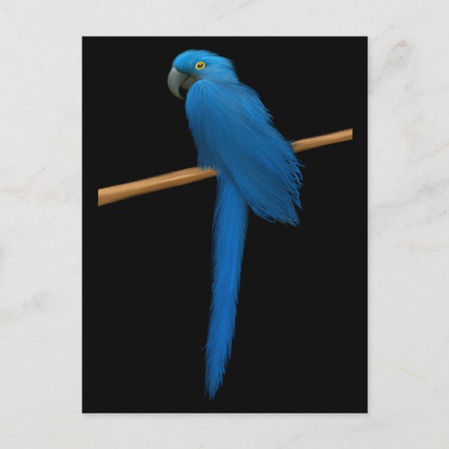 Hyacinth Macaw Parrot Postkarte (Vorderseite)