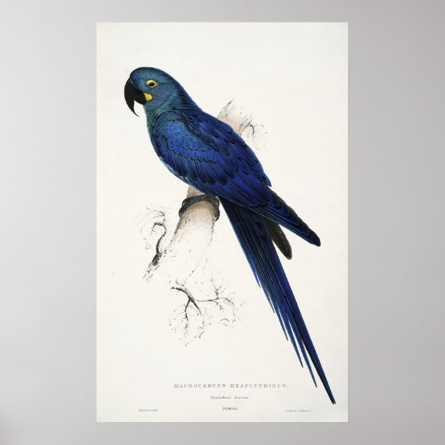 Hyacinth Macaw Poster (Vorne)