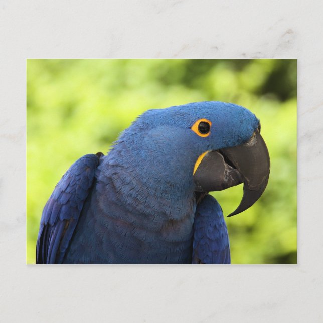Hyacinth Macaw Postkarte (Vorderseite)