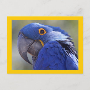 Hyacinth Macaw Postkarte