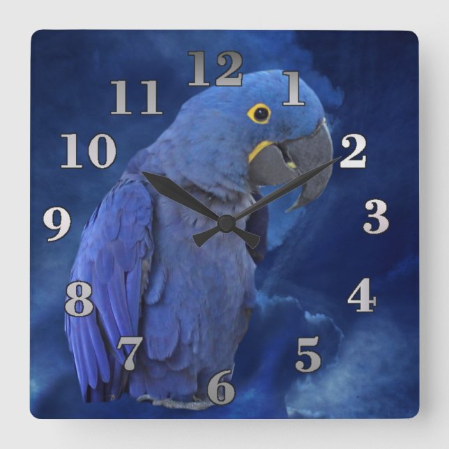 Hyacinth Macaw Quadratische Wanduhr (Vorderseite)