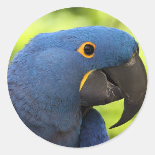 Hyacinth Macaw Runder Aufkleber