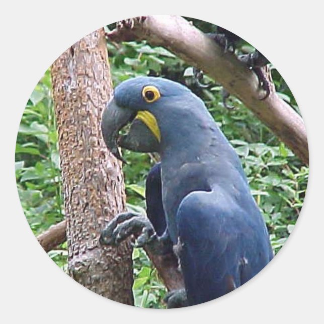 Hyacinth Macaw Runder Aufkleber (Vorderseite)