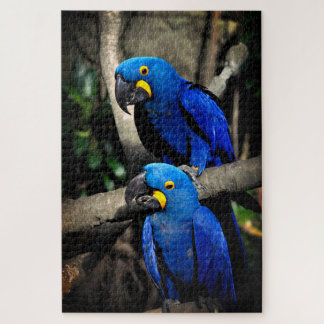 Hyacinth Macaws Anodorhynchus